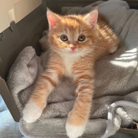 Обои | темы и языки